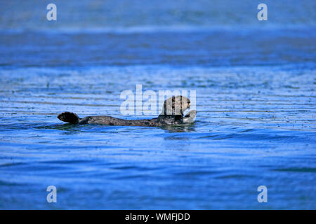 La loutre de mer, Elkhorn Slough, adultes, Monterey, Californie, en Amérique du Nord, USA, (Enhydra lutris) Banque D'Images