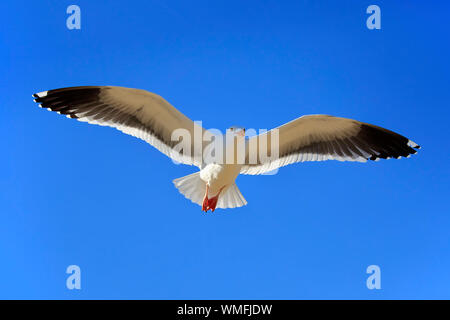 Western, Gull flying adultes, Monterey, Californie, en Amérique du Nord, USA, (Larus occidentalis) Banque D'Images