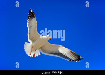 Western, Gull flying adultes, Monterey, Californie, en Amérique du Nord, USA, (Larus occidentalis) Banque D'Images