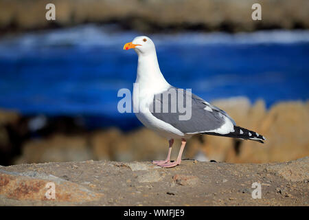 Western Gull, adulte, Monterey, Californie, en Amérique du Nord, USA, (Larus occidentalis) Banque D'Images