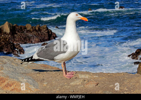 Western Gull, adulte, Monterey, Californie, en Amérique du Nord, USA, (Larus occidentalis) Banque D'Images