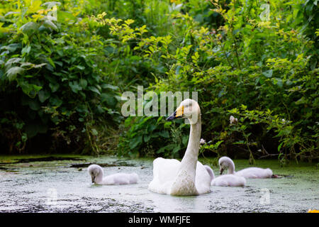 Cygne chanteur avec cygnets, Schleswig-Holstein, Allemagne, (Cygnus cygnus) Banque D'Images