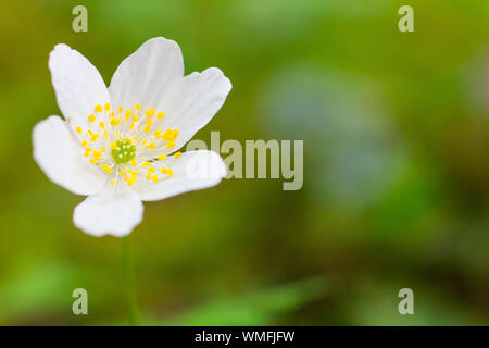 Windflower, Ahrensburg, Schleswig-Holstein, Allemagne, (Anemone nemorosa) Banque D'Images