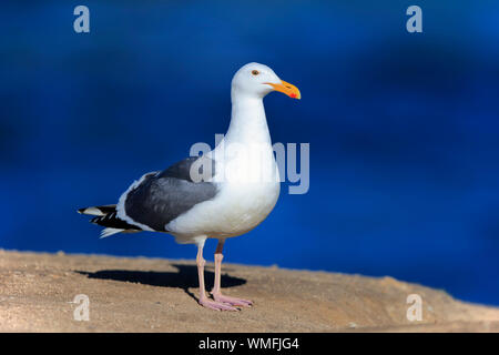 Western Gull, adulte, Monterey, Californie, en Amérique du Nord, USA, (Larus occidentalis) Banque D'Images