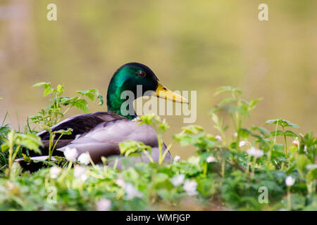 Mallard, Schleswig-Holstien, Allemagne, (Anas platyrhynchos) Banque D'Images