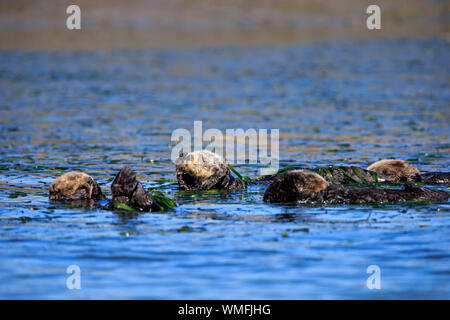 La loutre de mer, groupe d'adultes, d'Elkhorn Slough, Monterey, Californie, en Amérique du Nord, USA, (Enhydra lutris) Banque D'Images