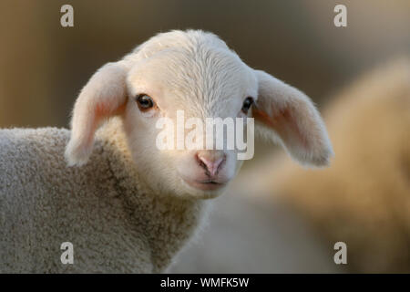 Les moutons domestiques, l'agneau Banque D'Images