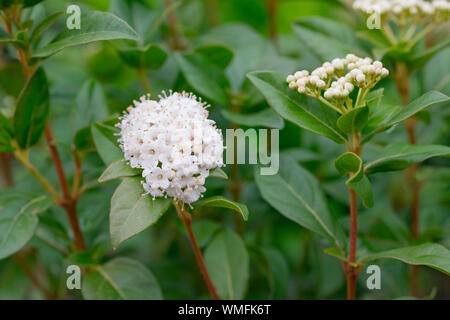 Laurustinus viburnum, Rhénanie du Nord-Westphalie, Europe, (Viburnum tinus) Banque D'Images