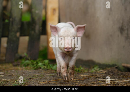 Porc domestique, sale piglet Banque D'Images