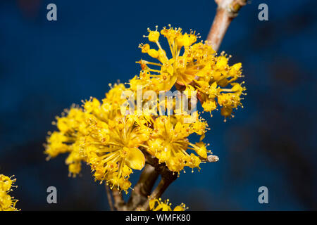 Épine-vinette (Berberis vulgaris), Banque D'Images