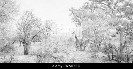 Une girafe reste tout en tenant à l'abri du soleil de midi sous de grands arbres à Tanda Tula Game Reserve à la périphérie de Kruger en Afrique du Sud Banque D'Images