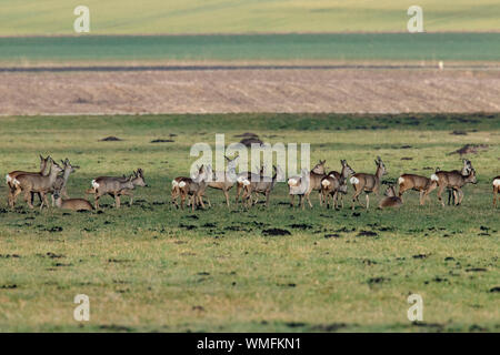 Le chevreuil (Capreolus capreolus), Banque D'Images