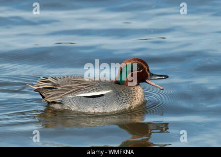 Eurasian teal, Echinger Stausee, Bavière, Allemagne, (Anas crecca) Banque D'Images