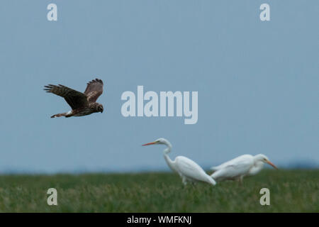 Grande aigrette, Busard Saint-Martin (Circus cyaneus), Banque D'Images