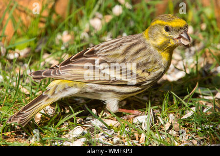 European serin, homme, (Serinus serinus) Banque D'Images