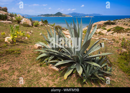 Agave près de Vinh Hy, Mer de Chine du Sud, Ninh Thuan, Vietnam, Asie Banque D'Images