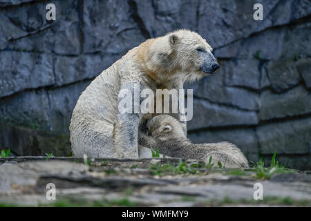 Tonja Eisbaerin Eisbaerenanlage saeugt Jungtier, Hertha, Tierpark Friedrichsfelde,, Lichtenberg, Berlin, Deutschland Banque D'Images