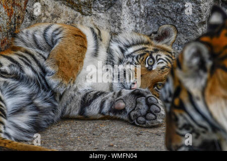 Sumatra-Tiger Junger, Tierpark Friedrichsfelde,, Lichtenberg, Berlin, Deutschland Banque D'Images