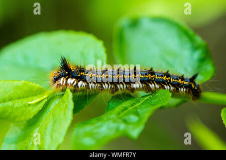 Moth, buveur (Euthrix potatoria), Caterpillar, Mecklenburg-Vorpommern, Allemagne Banque D'Images