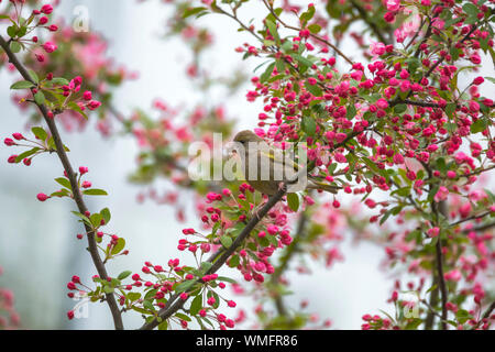 Verdier d'Europe (Carduelis chloris), matériel de nidification, de Warnemunde, Mecklenburg-Vorpommern, Allemagne, Warnemünde Banque D'Images