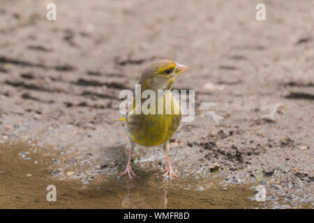 Verdier d'Europe (Carduelis chloris), Mecklembourg-Poméranie-Occidentale, Allemagne Banque D'Images