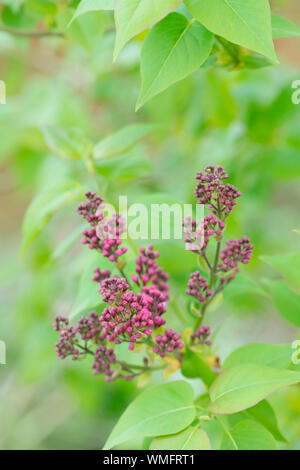 Lilas, Rhénanie du Nord-Westphalie, Allemagne, Europe, (Syringa vulgaris) Banque D'Images