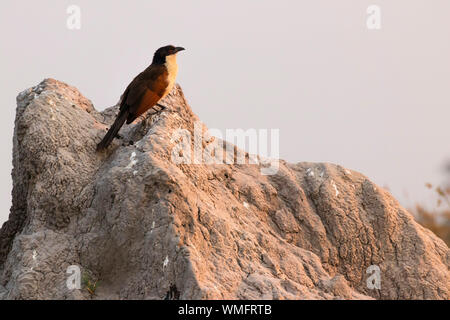 Spornkuckuck, Moremi, Okavango Delta, Botswana, Afrika (Centropus senegalensis) Banque D'Images