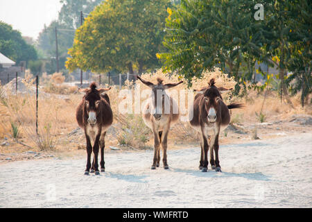 Hausesel, Maun, Botswana, Afrika (Equus asinus) Banque D'Images