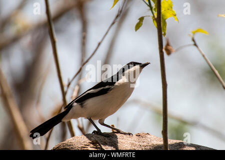 Fiskalwuerger, Moremi, Okavango Delta, Botswana, Afrika (Lanius collaris) Banque D'Images