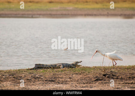 Nilkrokodil und Afrikanischer Loeffler, Moremi, Okavango Delta, Botswana, Afrika (Crocodylus niloticus), cowiei (Platalea alba) Banque D'Images