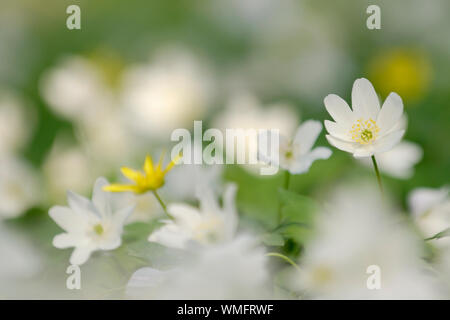 Anémone des bois (Anemone nemorosa) Banque D'Images