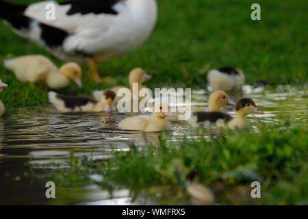 Canard de Barbarie intérieure, canetons dans flaque, (Cairina moschata forma domestica) Banque D'Images