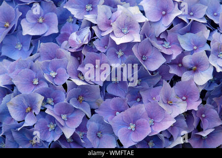Hortensia, Hydrangea macrophylla Banque D'Images