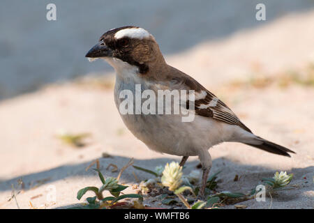 White-browed Sparrow-Weaver, le Botswana, l'Afrique, (Plocepasser mahali) Banque D'Images