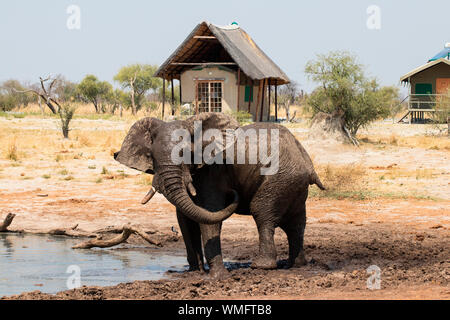 L'éléphant l'éléphant africain, Sands Lodge, le Botswana, l'Afrique, (Loxodonta africana) Banque D'Images