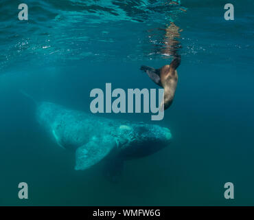 Jeune baleine australe et curieux lion de mer du sud en interaction, golfe de Nuevo, péninsule de Valdes, Argentine. Banque D'Images