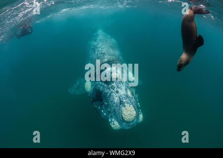 Jeune baleine australe et curieux lion de mer du sud en interaction, golfe de Nuevo, péninsule de Valdes, Argentine. Banque D'Images