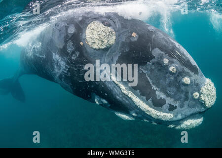 Gros plan de trois curieux baleines à droite du sud, golfe de Nuevo, péninsule de Valdes, Argentine. Banque D'Images