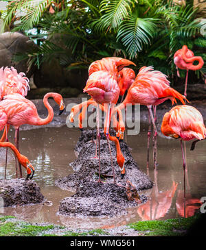 Flamingo oiseaux sur un petit lac dans la région de Carthagène, Colombie Banque D'Images