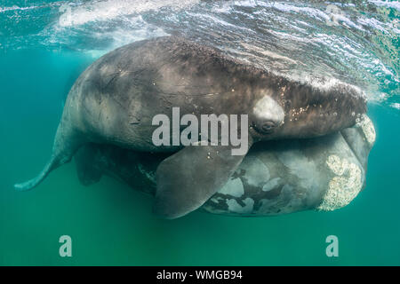 Baleine franche australe, Eubalaena australis, et son petit protégé dans les eaux peu profondes du golfe Nuevo, la Péninsule de Valdès, l'Argentine. Banque D'Images