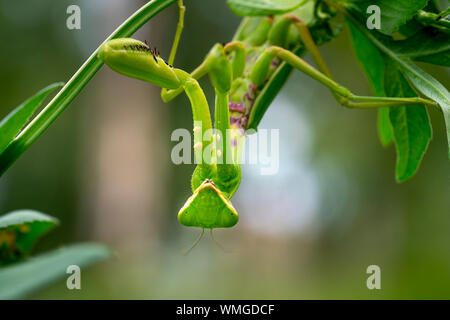 Mantis vert, sur une feuille, comme une couleur de même couleur. Banque D'Images