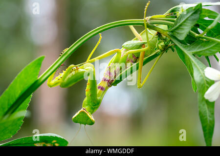 Mantis vert, sur une feuille, comme une couleur de même couleur. Banque D'Images