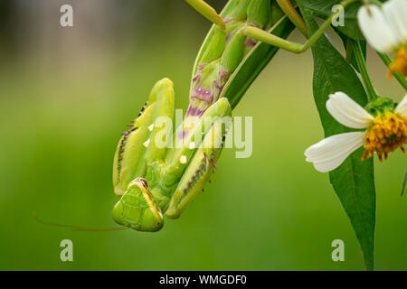 Mantis vert, sur une feuille, comme une couleur de même couleur. Banque D'Images