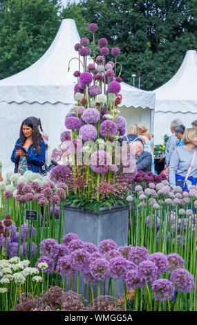 Affichage des aliums violet hauteur au mois de septembre 2019 La fleur de Jardin Wisley RHS Garden Show à Wisley, Surrey, au sud-est de l'Angleterre Banque D'Images