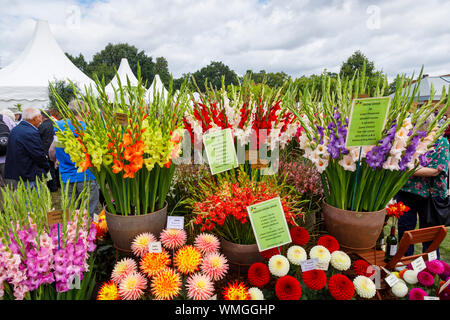 Affichage de dahlia glaïeul et fleurs au Jardin Wisley 2019 Septembre Flower Show à Wisley RHS Garden, Surrey, au sud-est de l'Angleterre Banque D'Images