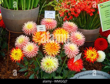 Dahlia fleurs colorées dans un affichage à l'Septembre 2019 Wisley Garden Flower Show à Wisley RHS Garden, Surrey, au sud-est de l'Angleterre Banque D'Images