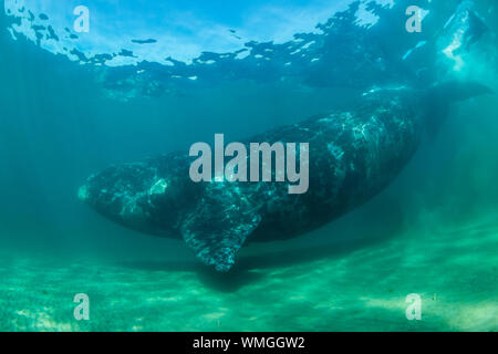 Baleine franche australe, Eubalaena australis, en eau peu profonde, le golfe Nuevo, la Péninsule de Valdès, l'Argentine. Banque D'Images