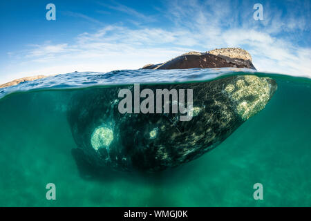 Split shot d'une baleine franche australe, Eubalaena australis, en eau peu profonde, le golfe Nuevo, la Péninsule de Valdès, l'Argentine. Banque D'Images