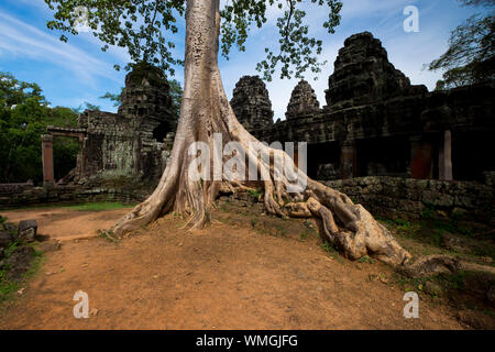 Des racines et un grand arbre en face de l'Banteay Kdei temple à Angkor à Siem Reap, Cambodge. Banque D'Images