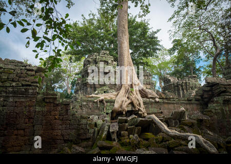 Un immense arbre se développe autour du temple de Ta Prohm à Angkor à Siem Reap, Cambodge. Banque D'Images